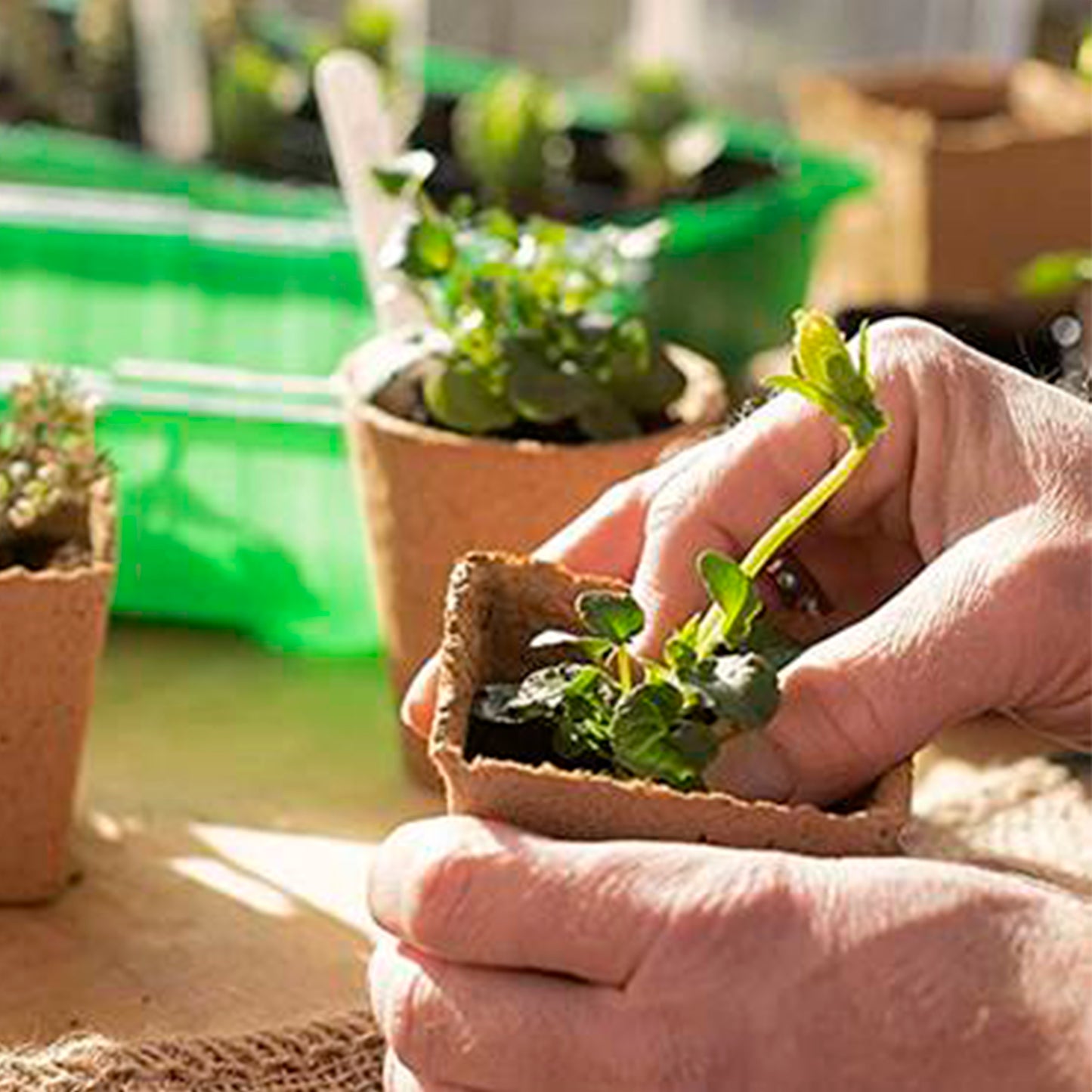 Canteiros Biodegradáveis8x8 cm. Pack 36 Canteiros para Semeadura/Germinação de Plantas