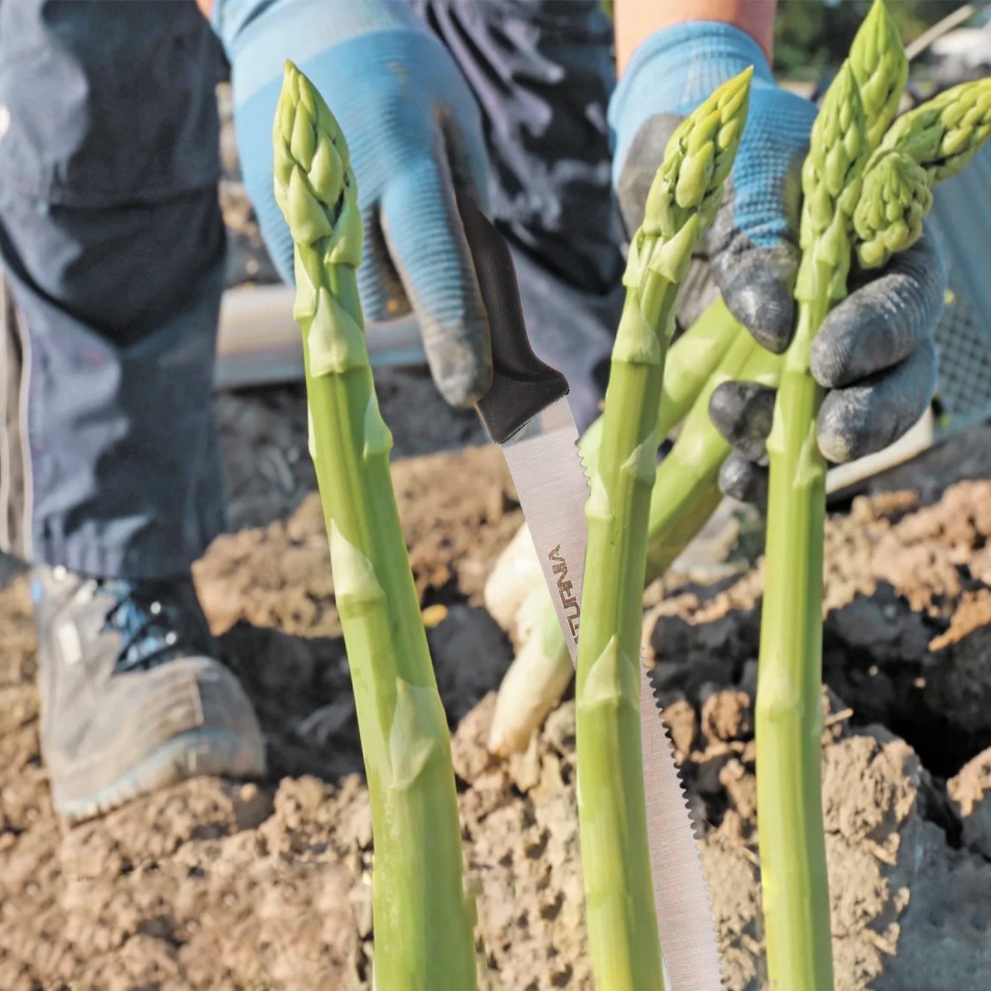 Cuchillo Recolectar Esparragos 26 cm. Cuchillo Esparraguero, Cortador Esparragos, Corta Esparragos